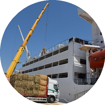 Amb qui treballem? | Who do we work with?