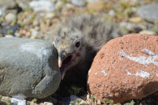 &#039;La Guia de les Aus del Port de Tarragona&#039; reflexa la biodiversitat en l&#039;entorn portuari