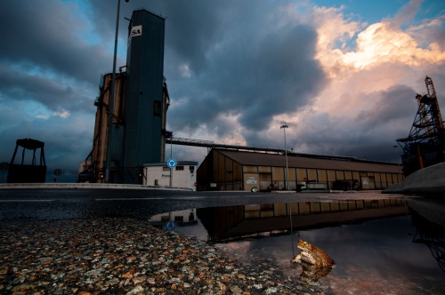 Una exposició fotogràfica a l’aire lliure mostrarà la presència de fauna salvatge al Port de Tarragona