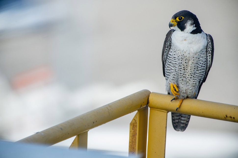 L’activitat amb falcons del Museu del Port de Tarragona canvia de data