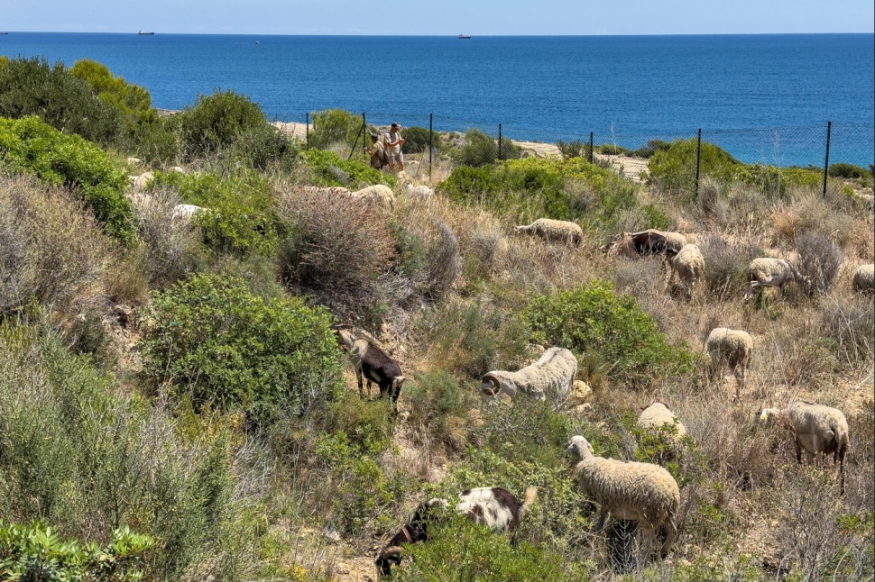 Port Tarragona col·labora amb l’Ajuntament de Salou en una actuació de silvopastura per prevenir incendis forestals