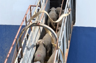 Aumenta la exportación de ganado vivo en el Port de Tarragona