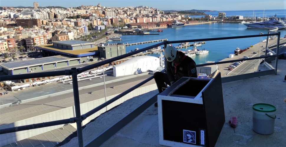 El Port de Tarragona vol recuperar el falcó pelegrí com a espècie nidificant al recinte portuari