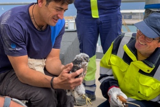 El projecte de falcons del Port de Tarragona es consolida com un referent de biodiversitat en entorns industrials