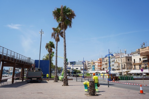 Port Tarragona talarà 11 palmeres per seguretat
