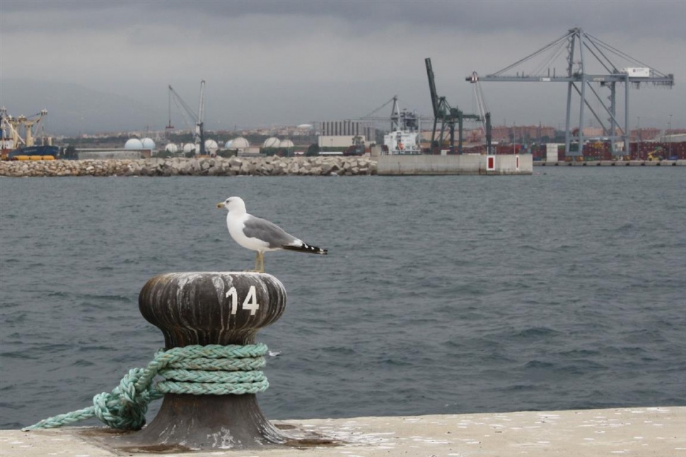 Ven a ver pájaros al puerto!