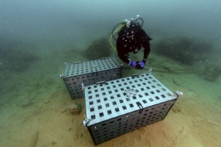 Un projecte vitivinícola submergeix àmfores en aigües del Port de Tarragona com a mètode per envellir vins del territori