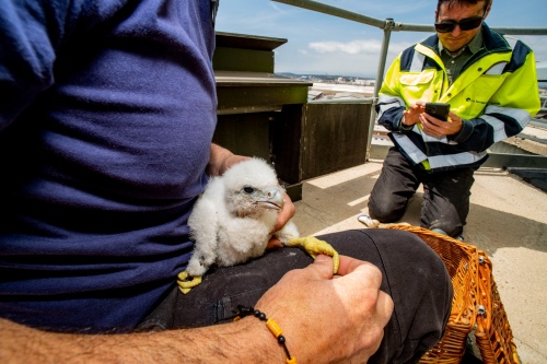 Neixen tres nous polls de falcó pelegrí a Port Tarragona