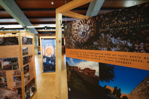 El Museu del Port clou l’exposició ‘Allognathus: El misteriós cargol de la Muralla’ amb dues activitats familiars
